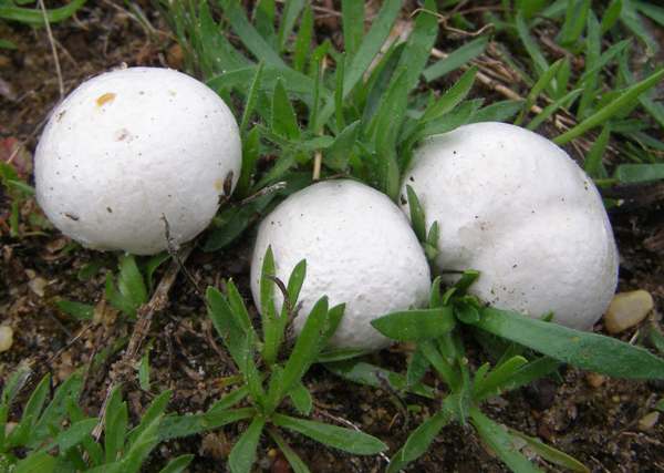 Grey Puffballs, southern Portugal