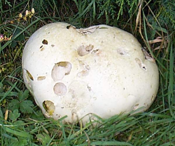 Calvatia gigantea - Giant Puffball