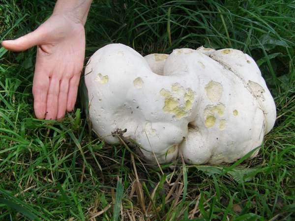 The biggest Giant Puffball that we have found to date