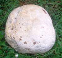 A Giant Puffball found in Cambridgeshire, England