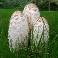 Young specimens of Coprinus comatus - Shaggy Inkcap