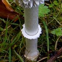 Stem and ring of Coprinus comarus - Commo9n Inkcap