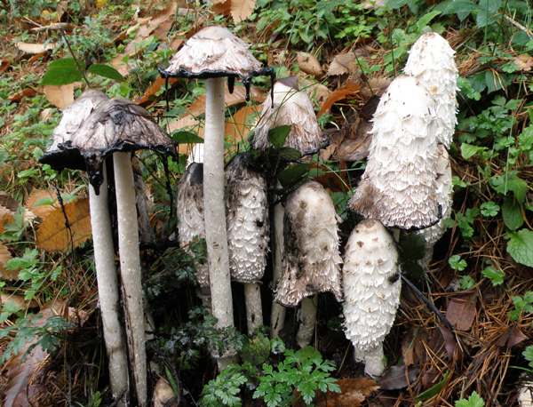 These mature Shaggy Inkcaps are well beyond the stage where they are good to eat