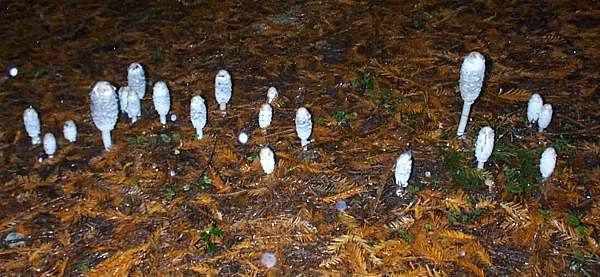 These mature Shaggy Inkcaps are well beyond the stage where they are good to eat