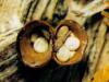 Crucibulum laeve - bird's-nest fungus