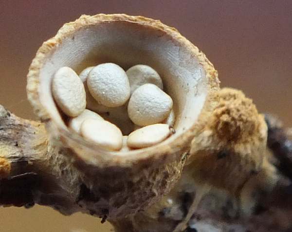 Crucibulum laeve - one of the bird's-nest fungi, closeup picture of peridioles