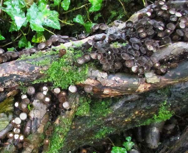 Cyathus striatus, Fluted Bird's Nest fungus,swarmin over a rotting trunk