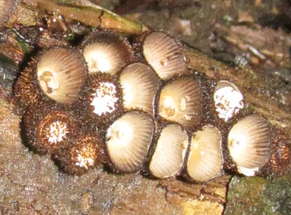 Cyathus striatus, Fluted Bird's Nest fungus, tightly packed together on an old log