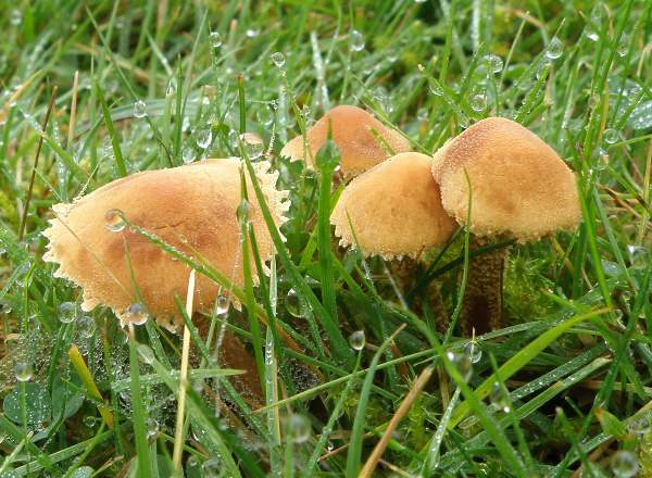 Earthy Powdercaps on wet mossy grassland, Scotland