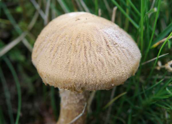 Cystoderma amianthinum  in coniferous woodland, central Scotland.