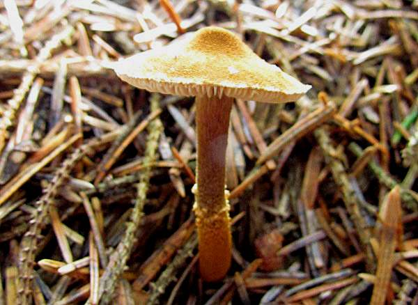 Cystoderma jasonis - Pine Powdercap