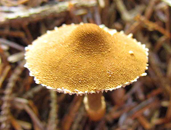 Cystoderma amianthinum - Earthy Powdercaps growing on in a fairy ring