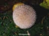 Lycoperdon echinatum, Spiny puffball