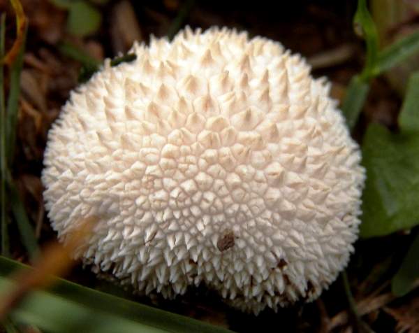 Lycoperdon echinatum - Spiny Puffball - Pennsylvania USA