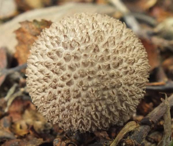 Lycoperdon echinatum - Spiny Puffball - Hampshire, UK