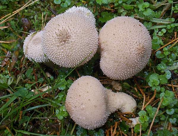 Puffballs launch spores to amazing things