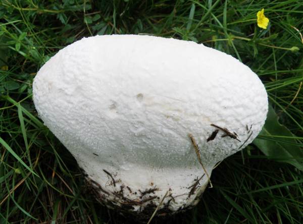 Lycoperdon pratense - Meadow Puffball, in a North Wales dune slack