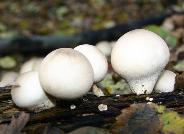 Details about   LYCOPERDON PYRIFORME Puffball mushroom pear-shaped puffball Dry spawn Дождевик