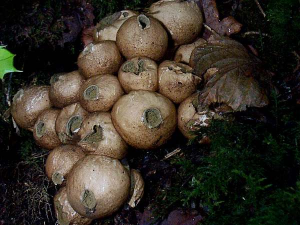 Details about   LYCOPERDON PYRIFORME Puffball mushroom pear-shaped puffball Dry spawn Дождевик
