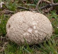 Mosaic Puffball beginning to shed its flack outer layer