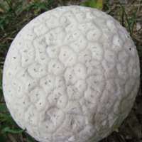 Young Mosaic Puffball