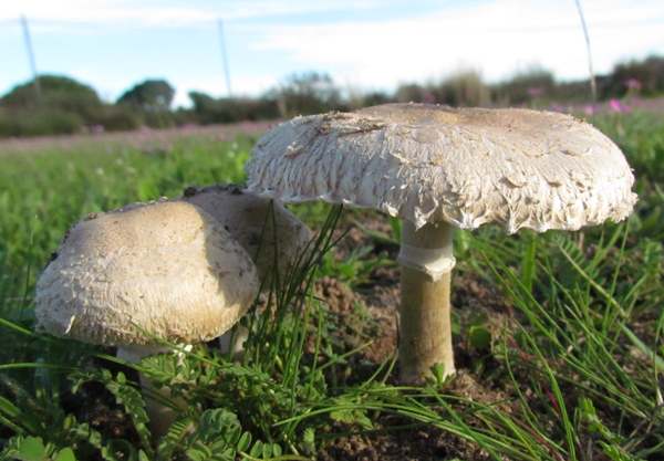 Macrolepiota phaeodisca in the Algarve region of Portugal - drumstick and parasol stages