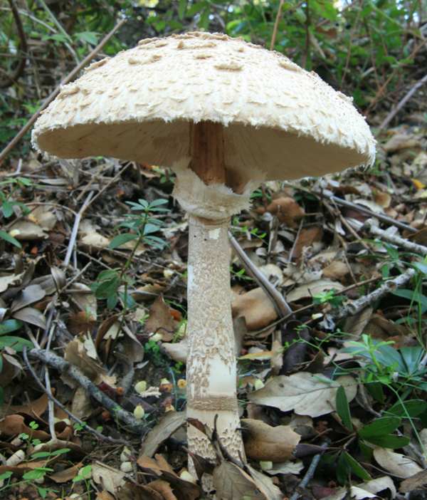 Macrolepiota Procera Parasol Mushroom Identification Macrolepiota Procera Parasol Mushroom Identification
