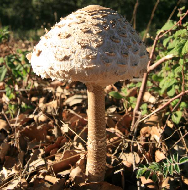 Macrolepiota procera - Parasol Mushroom,40 edible mushroom list veganliftz.com