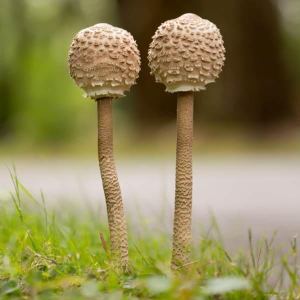 Macrolepiota Procera Parasol Mushroom Identification Macrolepiota Procera Parasol Mushroom Identification