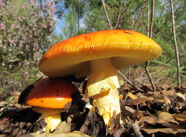 Amanita caesarea - Caesar's Mushroom, southern Portugal