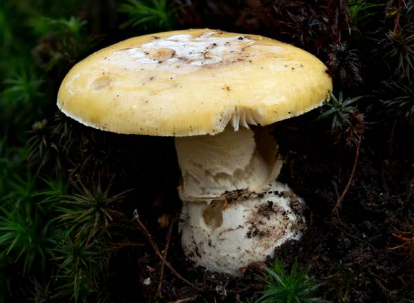jeweled deathcap mushroom