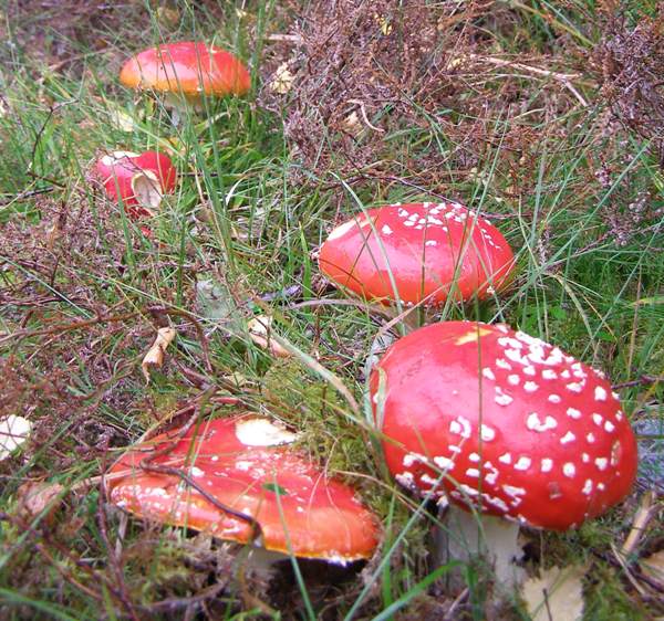 Group of Fly Agaric mushrooms