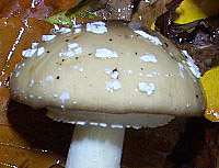 Cap of Amanita pantherina