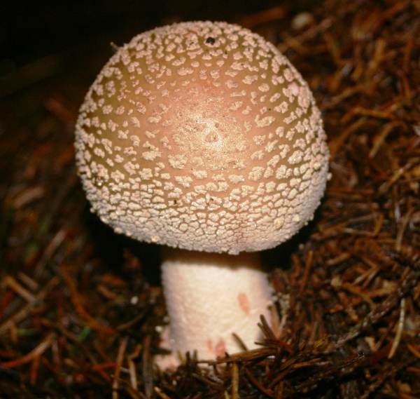 Amanita rubescens - a silver-capped specimen from the Caledonian Forest, Scotland