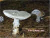 Amanita excelsa