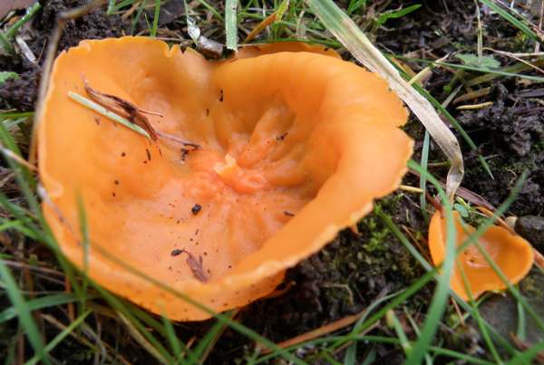 Aleuria aurantia, Orange Peel Fungus, unusual convex specimens