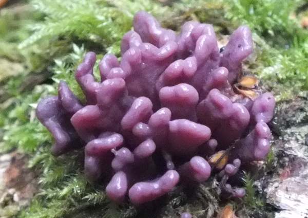 Ascocoryne sarcoides, Purple Jellydisc, Wales