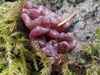 Ascocoryne sarcoides - Purple Jellydisc