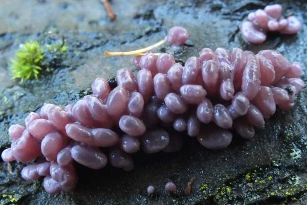 Ascocoryne sarcoides, Purple Jellydisc, West Wales, UK