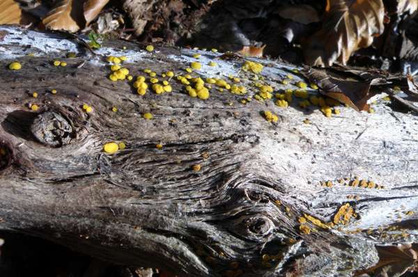 Bisporella citrina on an old log