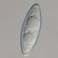 Spore of Byssonectria fusiformis