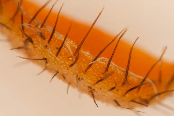 Cheilymenia fimicola - fine detail