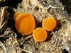 Cheilymenia (Coprobia) granulata