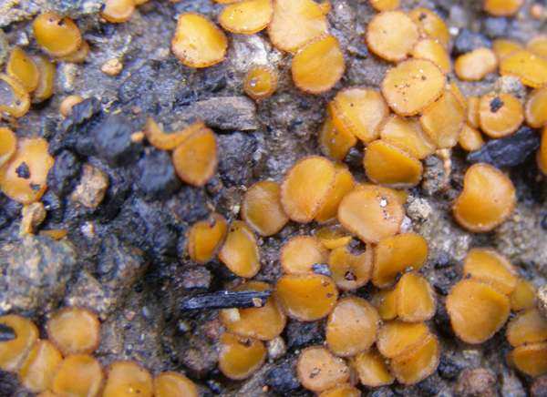 A mass of Cheilymenia granulata fruitbodies