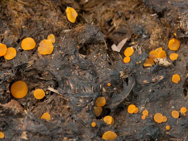 Cheilymenia granulata - large group on dung