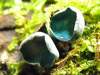 Chlorociboria aeruginosa, Turquoise Elfcup