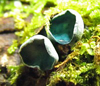 Fruitbody of Turquoise Elfcup, Chlorociboria aeruginosa