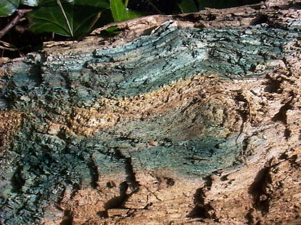 Timber stained with Chlorociboria aeruginosa - Turquoise Elfcup