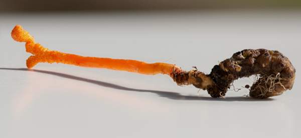 Cordyceps militaris – Scarlet Caterpillarclub attached to an insect pupa