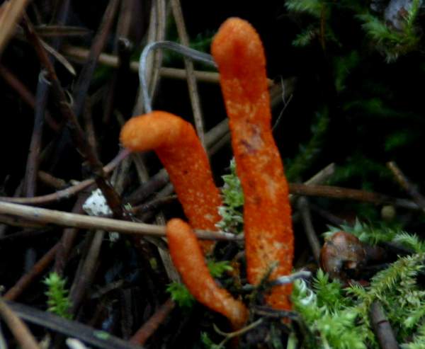 Cordyceps militaris – Scarlet Caterpillarclub , picture by Dave Kelly